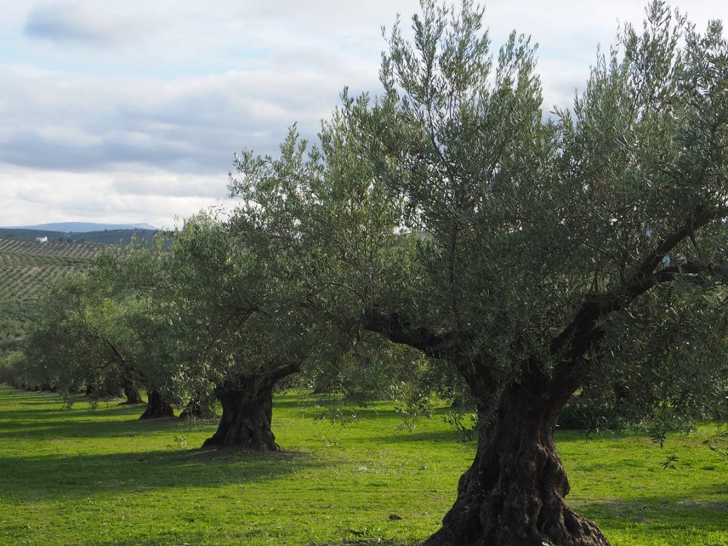PREPARACIÓN DEL OLIVAR